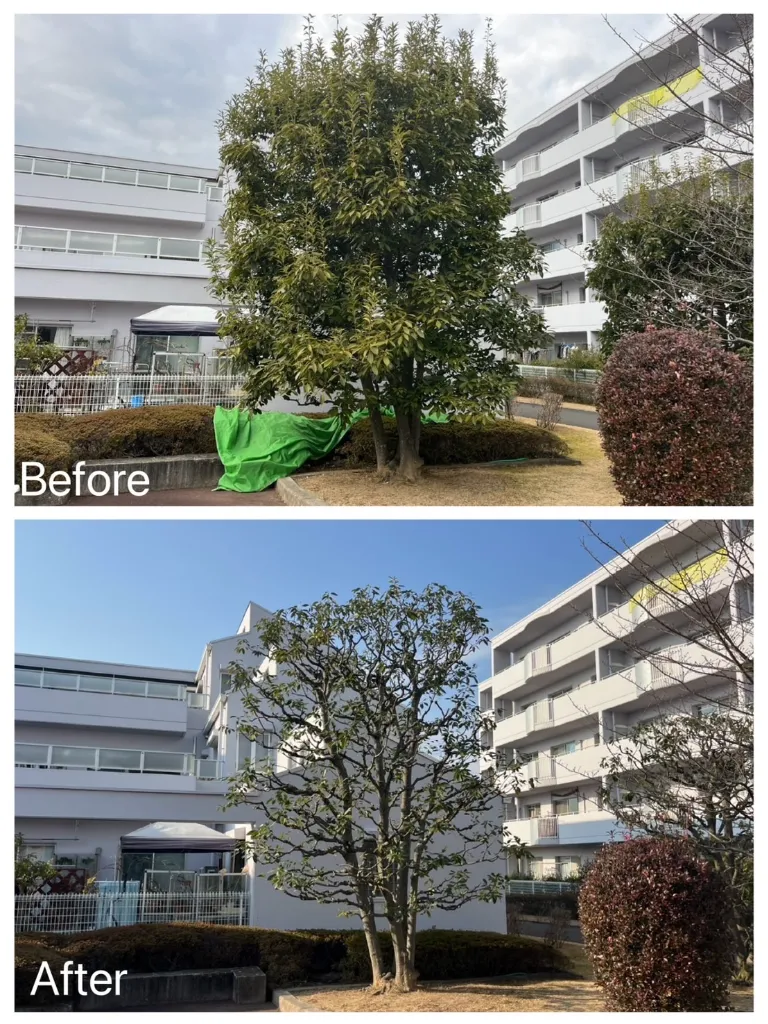 マンション管理高木剪定