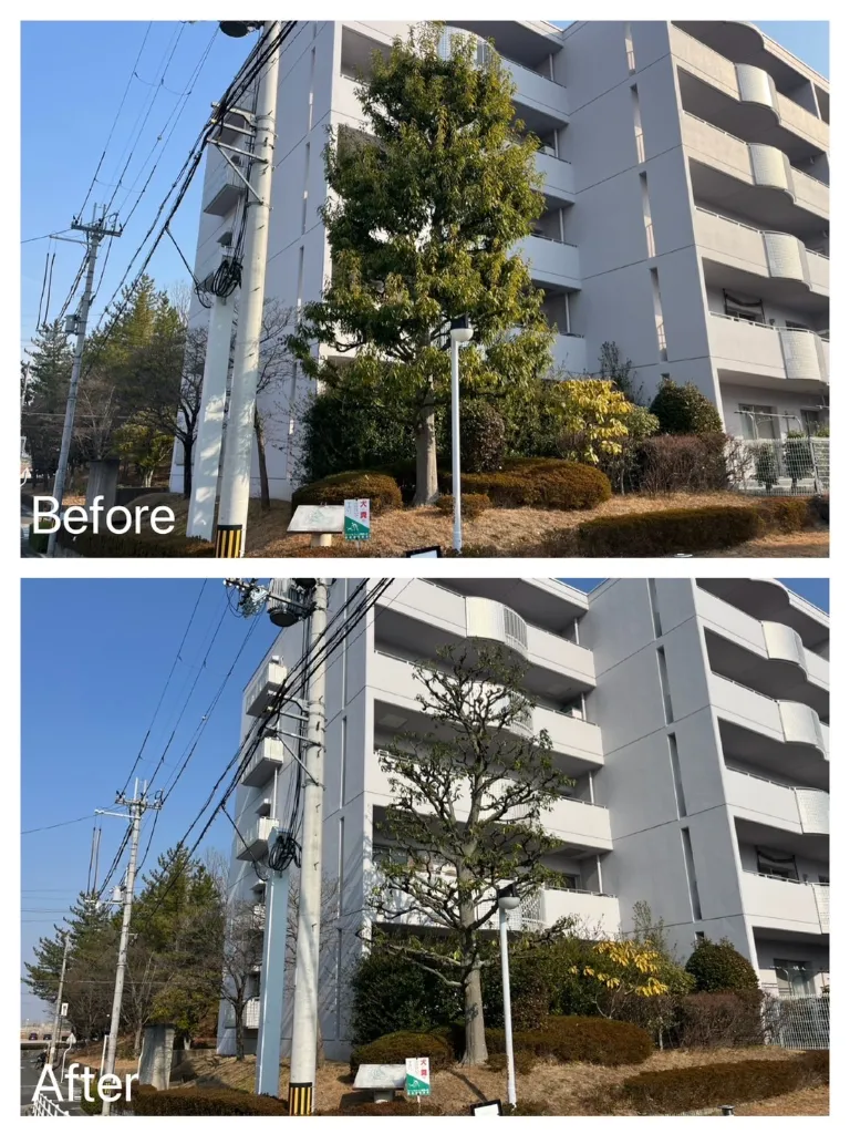 マンション管理高木剪定